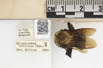 Media type: image;   Entomology 803572 Aspect: labels